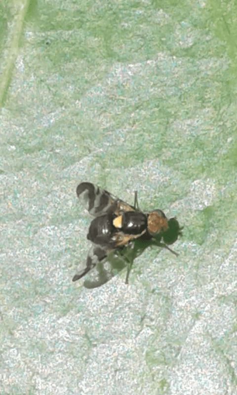 Tephritidae : Rhagoletis cerasi? Rhagoletis cfr. berberidis